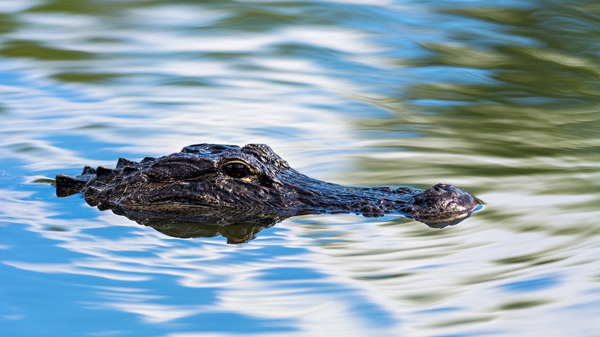 American alligator