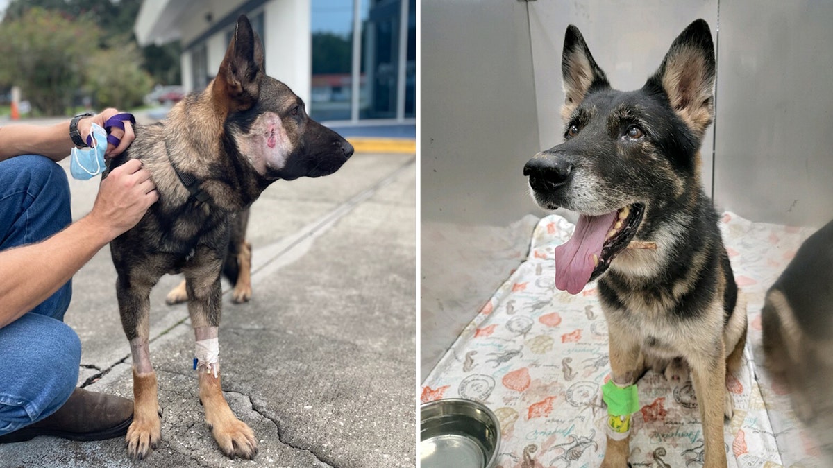 Two sheriff’s office K-9s in Florida are recovering after an armed carjacking suspect shot both dogs during a police pursuit early Saturday, the Volusia County Sheriff’s Office said.