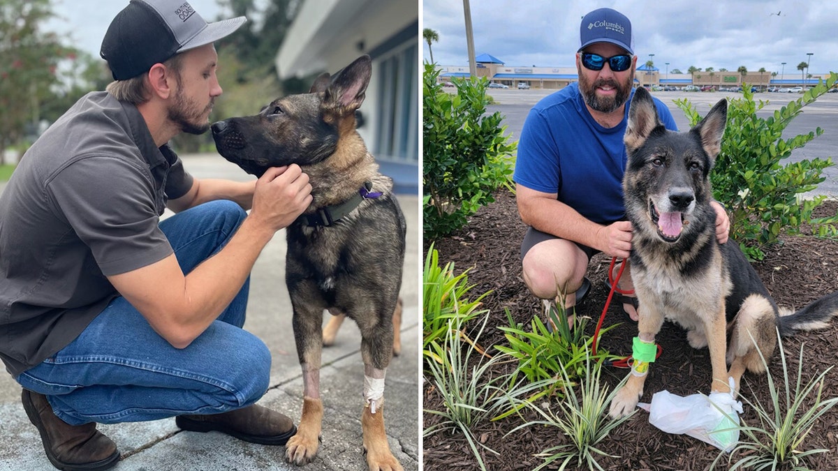 Two sheriff’s office K-9s in Florida are recovering after an armed carjacking suspect shot both dogs during a police pursuit early Saturday, the Volusia County Sheriff’s Office said.