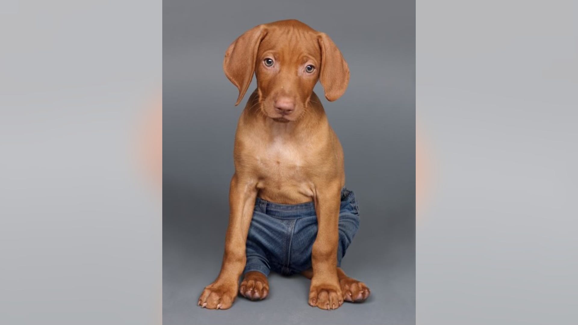 Remembering Dana Perino's beloved dog, Jasper Fox News