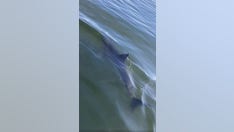 Great White shark circles Coast Guard boat for several minutes