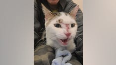 Lost cat lives on JFK airport runway for over two weeks before getting rescued