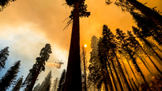 Sequoia National Park’s ‘Four Guardsmen’ trees protected from fire
