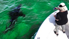 Shark tourism benefits Cape Cod community