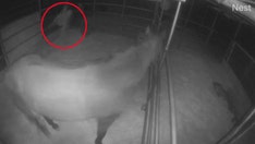 2 suspects in Arizona caught on camera abusing elderly horses, owners seek answers