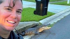 Smiling alligator 'photobombs' Florida officer while trapped in sewer drain