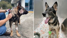 2 Florida K-9s recovering after getting shot by armed carjacking suspect, deputies says