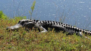 South Carolina alligator attack on woman ends after neighbor whacks creature with shovel