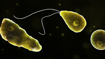Deadly brain-eating amoeba: what to know