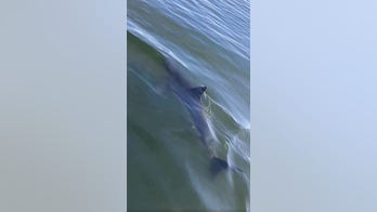 Great White shark circles Coast Guard boat for several minutes