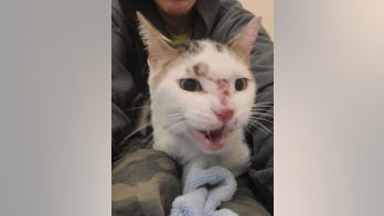 Lost cat lives on JFK airport runway for over two weeks before getting rescued