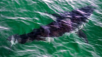 More than a third of shark species threatened with extinction