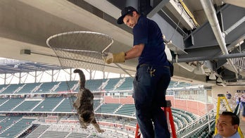 Cat scurries along beam in upper deck before Braves-Phillies