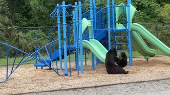 Teacher catches mother bear and cub playing on school playground: See the video