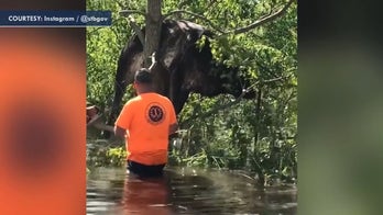 Cow rescued from tree in Louisiana after being caught in floodwater