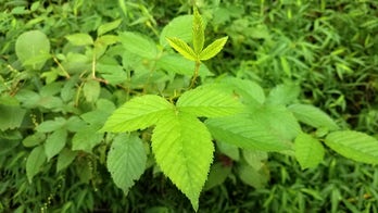 Poison ivy vaccine making progress: report