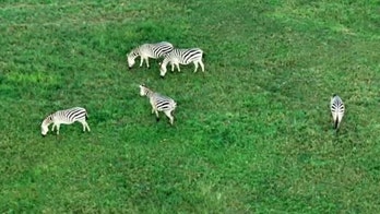 Zebras reportedly on the loose in Maryland shock residents