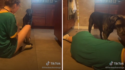Dog reacts to owner's fake choking in an unexpected way: 'Certified dogter'