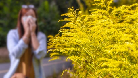 Fall allergies will be in 'full force' this year, experts say