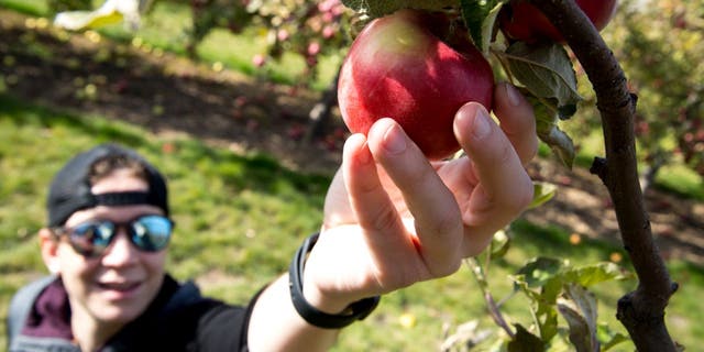 Hidden Acres Orchard has 23 different apple varieties.