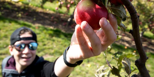Hidden Acres Orchard has 23 different apple varieties.