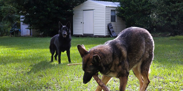 German Shepherds Ellie, right, and Willy play in the backyard of owner Lothar Weimann on Sept. 16, 2021, in Gainesville, Fla. When 68-year-old Weimann suffered a stroke at home in May, Ellie got through three gates and barked furiously to alert a neighbor. (Melissa Hernandez de la Cruz/Fresh Take Florida via AP)