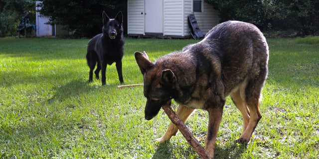 German Shepherds Ellie, right, and Willy play in the backyard of owner Lothar Weimann on Sept. 16, 2021, in Gainesville, Fla. When 68-year-old Weimann suffered a stroke at home in May, Ellie got through three gates and barked furiously to alert a neighbor. (Melissa Hernandez de la Cruz/Fresh Take Florida via AP)