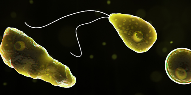 Naegleria fowleri