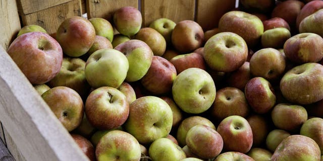 Orr’s Farm Market has fresh baked apple cider doughnuts.