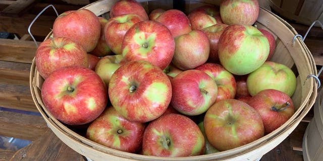 MacGregor Orchard has 27 apple varieties, fruit preserves, apple butter, honey and fresh apple sauce.