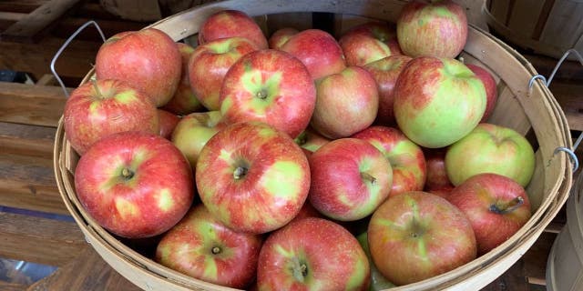 MacGregor Orchard has 27 apple varieties, fruit preserves, apple butter, honey and fresh apple sauce.