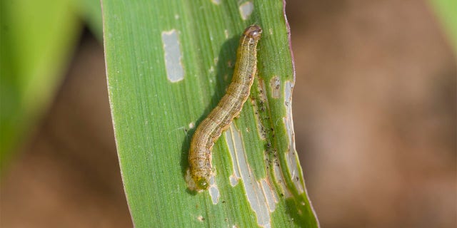 Fall armyworm Spodoptera frugiperda (J.E. Smith, 1797) on the corn leaf