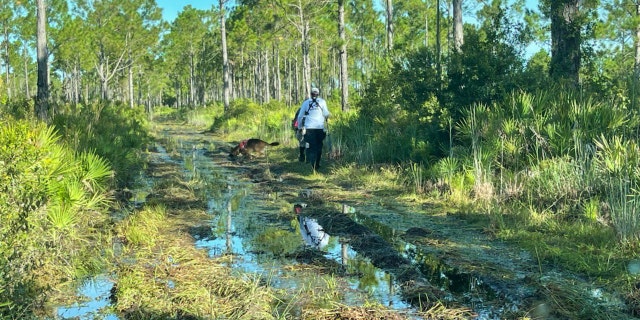 Law enforcement has been searching for Brian Laundrie in the 24,000-acre Carlton Reserve for weeks.