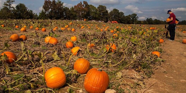 pumpkin patch near beaver dam wi