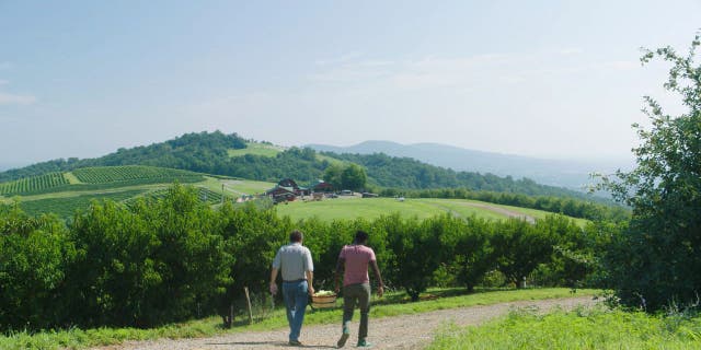 Carter Mountain Orchard has U-Pick and pre-picked apples for visitors. The orchard also offers freshly made pies, cookies, apple cider doughnuts and hand-dipped ice cream.