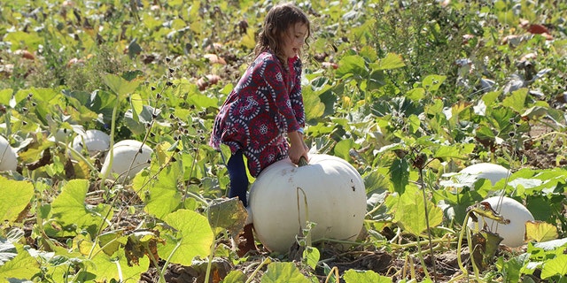 At Exploration Acres, on top of picking a pumpkin from a big and beautiful patch, you can take a pony ride, eat lunch by an open fire pit, take a spin on a pedal car, and fire a three-ear corn cannon salute.