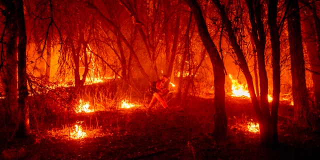 An inmate firefighter from the Trinity River Conservation Camp uses a drip torch to slow the Fawn Fire burning north of Redding, Calif. in Shasta County, di giovedì, Sett. 23, 2021.