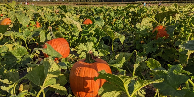 It’s a U-Pick oasis at Fifer Orchards, where in addition to moseying around the pumpkin patch, you can also take on the six-acre corn maze — this year’s theme is Scooby-Doo — or head to the park or hop on a tractor train ride with little ones.