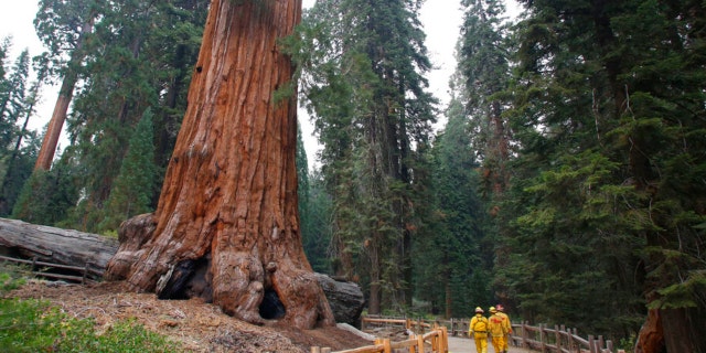 FILE - In this Sept. 12, 2015, file photo, fire fighters walk near a giant Sequoia at Grant Grove in Kings Canyon National Park, Calif. Nearby Sequoia National Park was shut down and its namesake gigantic trees were under potential threat Tuesday, Sept. 14, 2021, as forest fires burned in steep and dangerous terrain in California's Sierra Nevada. The Colony and Paradise fires were ignited by lightning last week and were being battled collectively as the KNP Complex. Kings Canyon National Park, to the north of Sequoia, remained open. 