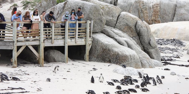 Visitors look at African penguins at Boulders Penguin Colony, Simon's Town, southwest South Africa, April 25, 2021. (Photo by Lyu Tianran/Xinhua via Getty) (Xinhua/Lyu Tianran via Getty Images)