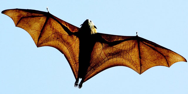 A grey-headed Flying-fox (Pteropus poliocephalus), a native Australian bat, stretches its leathery wings as it flies high over Sydney's Botanical Gardens, 17 August 2005. (GREG WOOD/AFP via Getty Images)