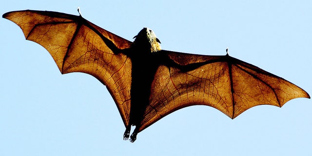 A grey-headed Flying-fox (Pteropus poliocephalus), a native Australian bat, stretches its leathery wings as it flies high over Sydney's Botanical Gardens, 17 August 2005. (GREG WOOD/AFP via Getty Images)