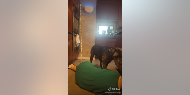Dunkin, a Labrador-Staffordshire Bull Terrier mix, checked on his owner Haley Deecken with sniffs, licks and paw taps when she dropped to the kitchen floor. Shortly after, he grabbed a knife from an area behind the counter.