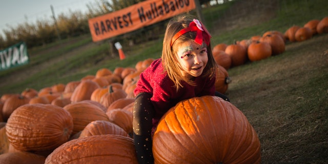 Children eagerly select pumpkins from a pre-picked patch at the popular Harvest House at Green Bluff. 