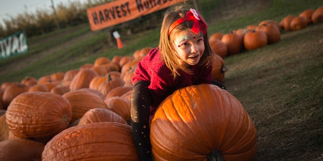 Children eagerly select pumpkins from a pre-picked patch at the popular Harvest House at Green Bluff.