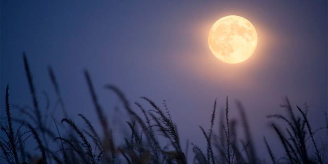 Full "Harvest Moon" and corn stalks in October.
