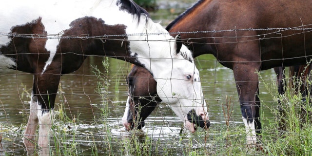 Horses grazing in a flooded yard in Matagorda County following Hurricane Nicholas on Tuesday, Sept. 14, 2021.