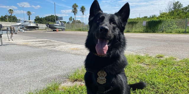 Duane Dog the Bounty Hunter Chapman on Wednesday contracted a private search and rescue K-9 team to search an island called Egmont Key off the coast of Saint Petersburg, Florida, in his search for Brian Laundrie. (Fox News' Michael Ruiz)