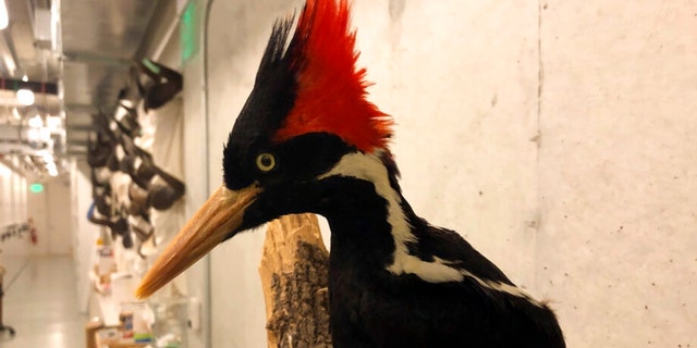 An ivory-billed woodpecker, now extinct, is seen on a display at the California Academy of Sciences in San Francisco, Friday Sept. 24, 2021. Death’s come knocking a last time for the splendid ivory-billed woodpecker and 22 assorted birds, fish and other species: The U.S. government is declaring them extinct, the Associated Press has learned. It’s a rare move for wildlife officials to give up hope on a plant or animal, but government scientists say they've exhausted efforts to find these 23. 