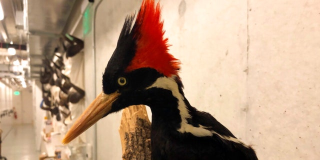 An ivory-billed woodpecker, now extinct, is seen on a display at the California Academy of Sciences in San Francisco, Friday Sept. 24, 2021. Death’s come knocking a last time for the splendid ivory-billed woodpecker and 22 assorted birds, fish and other species: The U.S. government is declaring them extinct, the Associated Press has learned. It’s a rare move for wildlife officials to give up hope on a plant or animal, but government scientists say they've exhausted efforts to find these 23. 